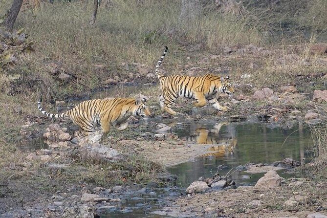 Exclusive Ranthambore Tiger Safari - Key Points You Should Care About