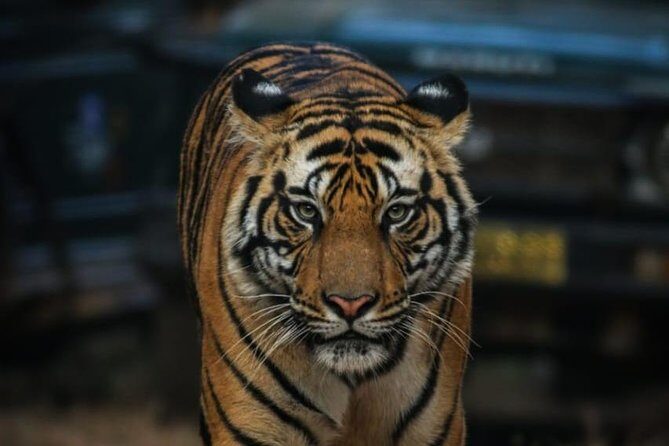 Exclusive Ranthambore Tiger Safari - Why Ranthambore Works So Well for Tiger Focus