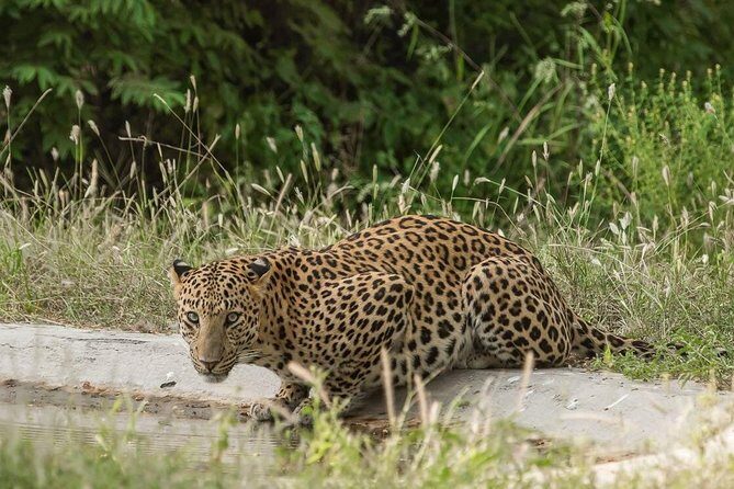 Exclusive Safari at Jhalana Leopard Park Including Transfers - Why Jhalana Leopard Park is a smart use of your Jaipur time