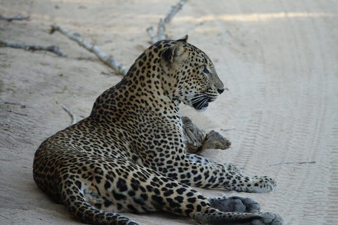 Exclusive Safari at Jhalana Leopard Park Including Transfers - The second zone and off-roading: where the leopard hunt ramps up