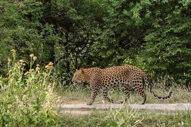 Exclusive Safari at Jhalana Leopard Park Including Transfers - How long it really takes: the 4–5 hour total