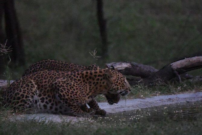 Exclusive Safari at Jhalana Leopard Park Including Transfers - Comfort, water, and the practical stuff you’ll notice