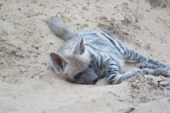 Exclusive Safari at Jhalana Leopard Park Including Transfers - Morning at 5am vs afternoon at 2pm: choose your vibe