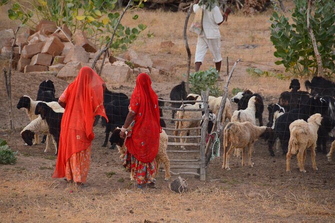 Experience Authentic Desert Villages & Sunset Camel Safari - Key Highlights You Should Know Before You Go