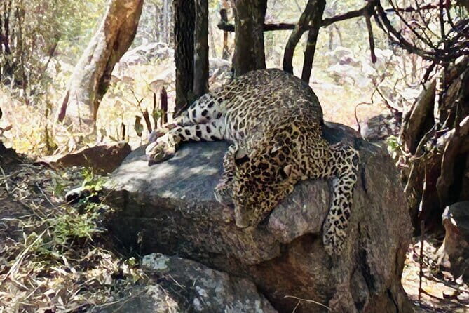 Explore Bangalore’s Wild Side – An Exclusive Bannerghatta Safari! - Getting Picked Up in Bangalore: Timing and Ride Comfort