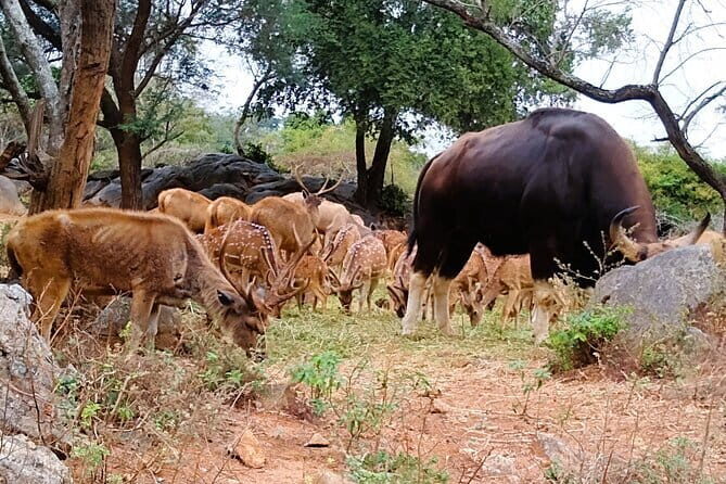 Explore Bangalore’s Wild Side – An Exclusive Bannerghatta Safari! - The Skip-the-Line Advantage: Why It Changes Your Day