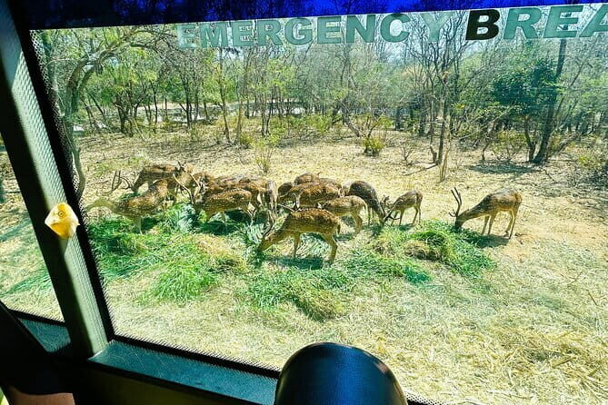 Explore Bangalore’s Wild Side – An Exclusive Bannerghatta Safari! - Who This Tour Suits Best (And Who Should Consider Another Option)