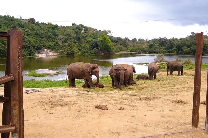 Explore Bangalore’s Wild Side – An Exclusive Bannerghatta Safari! - Safari at Bannerghatta Biological Park: Lions, Tigers, Leopards, Elephants and Bears
