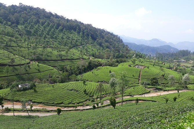 Explore Munnar Day Trip From Cochin ( By Munnar Info) - Price and What You’re Really Paying For (Up to 2 People)