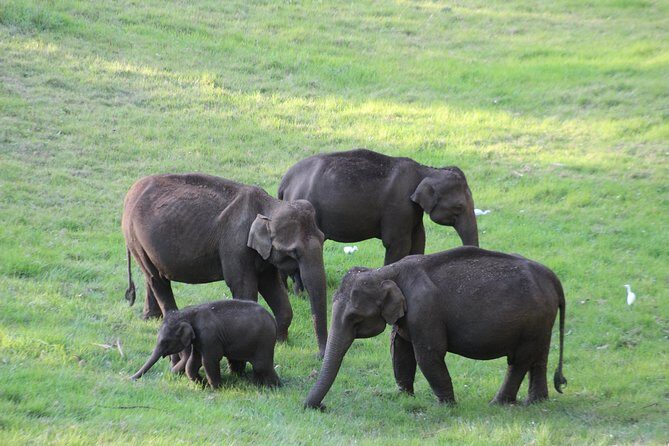 Explore Munnar Day Trip From Cochin ( By Munnar Info) - Getting From Kochi to Munnar: Pickup, AC Comfort, and a Full Day Schedule