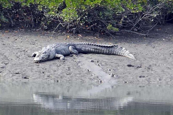 Exploring the beauty of Sunderban - Key points to know before you go