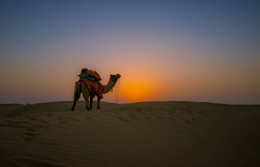 Frenzy Paradise Overnight Thar Desert Camping Tour - Key Highlights You’ll Care About