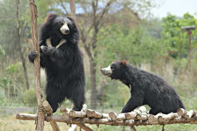 From Agra: SOS Elephant Conservation & Bear Rescue Day Trip - Why This Agra Day Trip Centers on Rescue, Not a Zoo