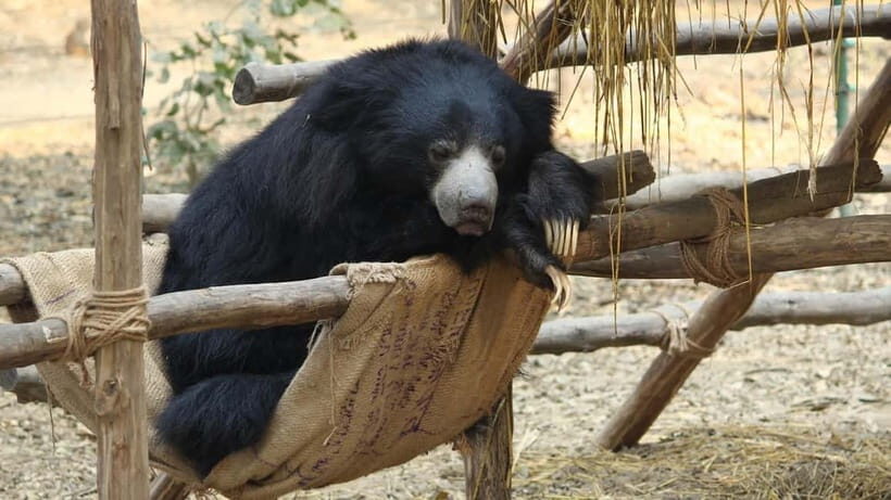 From Agra: SOS Elephant Conservation & Bear Rescue Day Trip - Mathura Break and Lunch: A Needed Reset Between Conservation Stops