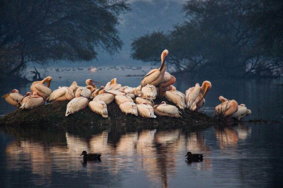 From Agra: Taj Mahal, Fatehpur Sikri & Bird Safari Tour - Lunch in Agra: Fueling Up Without Surprise Spending
