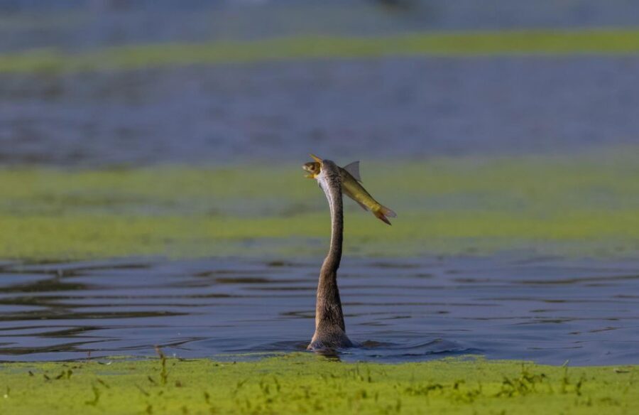 From Agra: Taj Mahal, Fatehpur Sikri & Bird Safari Tour - Keoladeo National Park Bird Safari: How to Get Real Wildlife Value