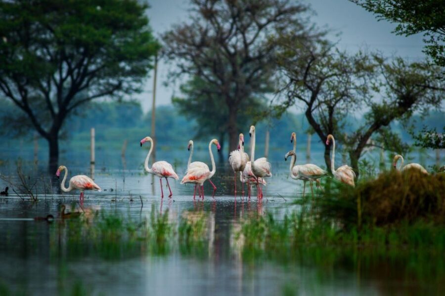 From Agra: Taj Mahal, Fatehpur Sikri & Bird Safari Tour - Getting the Most From Tickets and What Might Cost Extra
