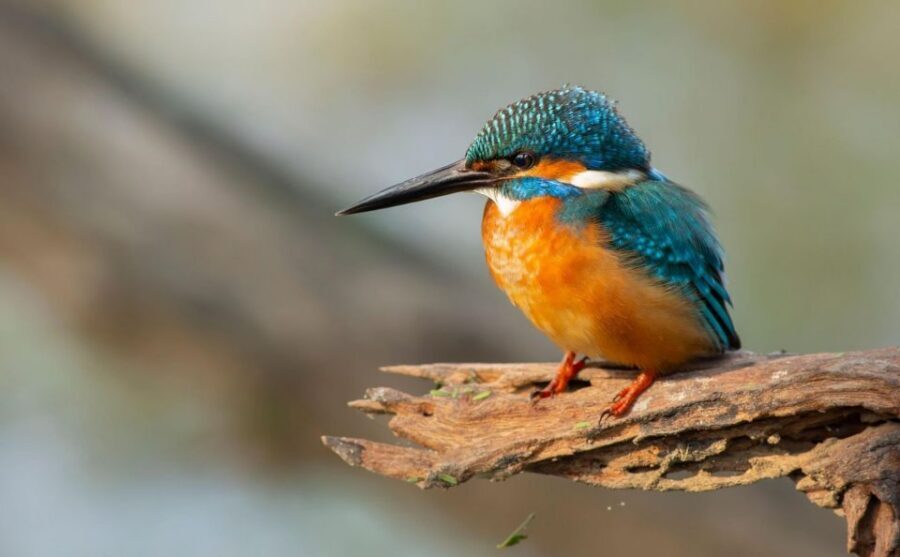 From Agra: Taj Mahal, Fatehpur Sikri & Bird Safari Tour - Logistics That Matter: Rules, Restrictions, and Comfort