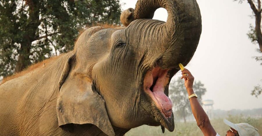 From Agra: Taj Mahal Tour w/ Elephant Conservation - Key Takeaways Before You Go