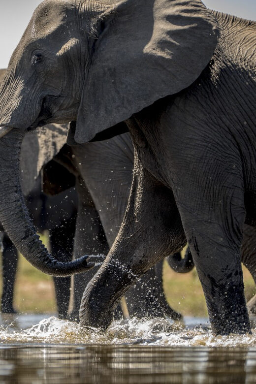 From Agra: Taj Mahal Tour w/ Elephant Conservation - Taj Mahal: Guided Visit Plus Fast Entry