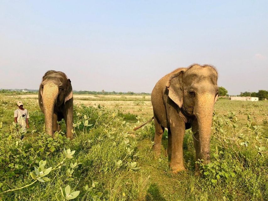 From Agra: Visit to Wildlife SOS Elephant Conservation Trip - The Agra drive: private pickup that keeps your day simple