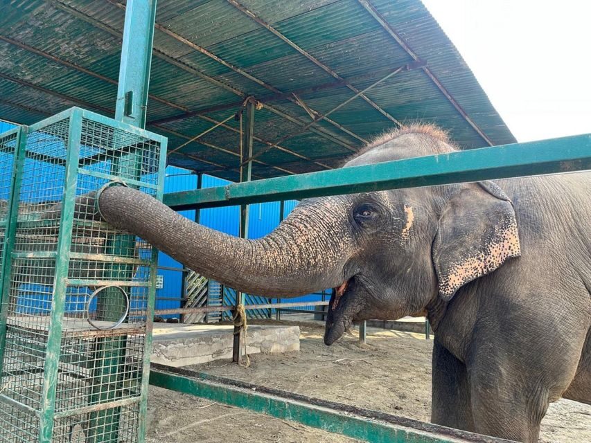 From Agra: Visit to Wildlife SOS Elephant Conservation Trip - Respectful distance: why you’ll feel this visit differently