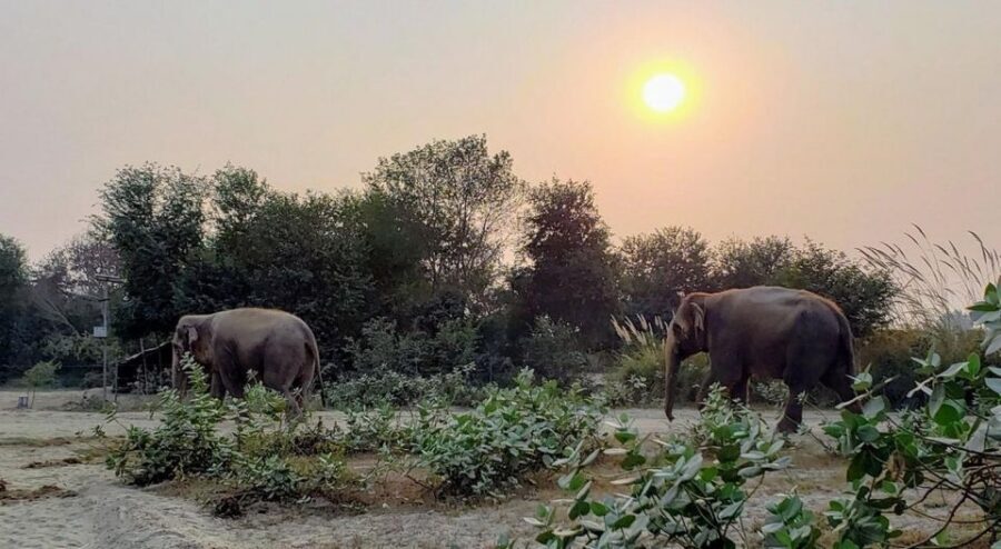 From Agra: Visit to Wildlife SOS Elephant Conservation Trip - Who should book this trip—and who might skip it