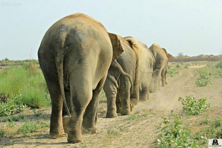 From Agra: Visit to Wildlife SOS Elephant Conservation Trip - Should you book the Wildlife SOS Elephant Conservation trip?
