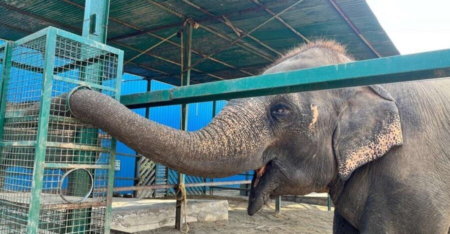 From Agra: Visit to Wildlife SOS Elephant Conservation Trip - Your 2-hour Wildlife SOS tour: what you’re there to learn