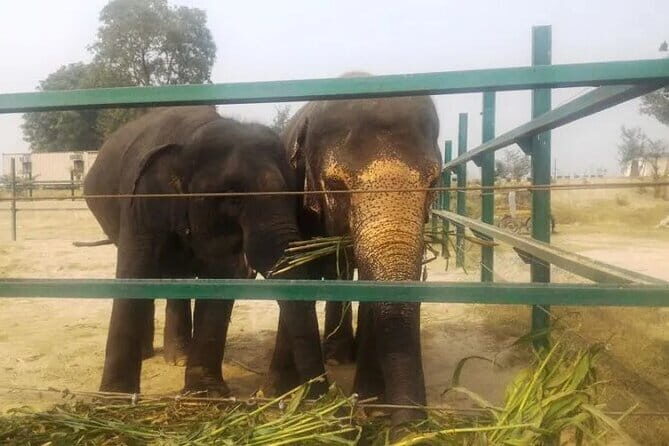 From Delhi: 1-day trip Mathura with Elephant conservation - Price and value: is $135 a good deal for this day?