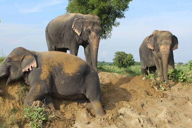 From Delhi: 1-day trip Mathura with Elephant conservation - Prem Mandir (Love Temple): why this stop is more than a landmark