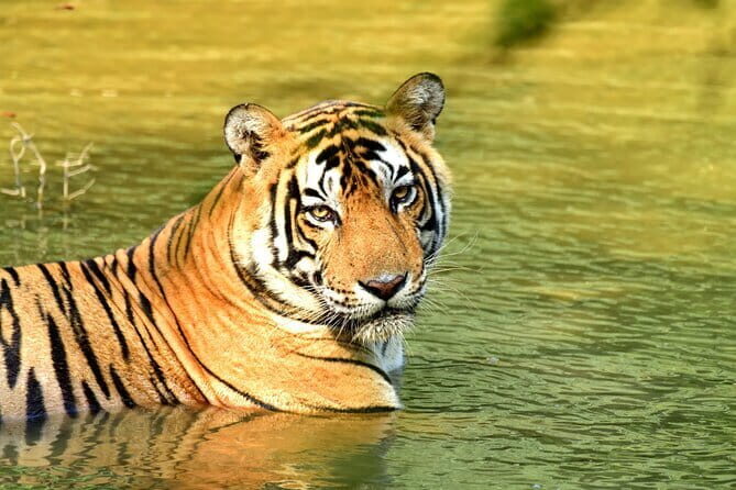 From Delhi: 4 Day Golden Triangle and Tiger Safari Private Tour - Key things that make this tour worth your time