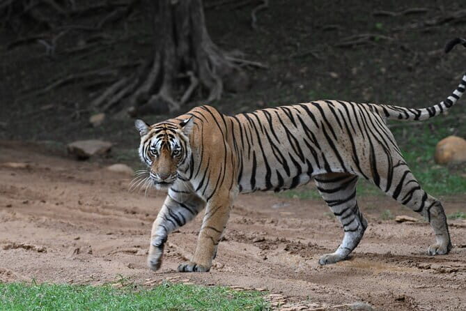 From Delhi: 4 Day Golden Triangle and Tiger Safari Private Tour - Agra Fort and Itimad-ud-Daula: red sandstone and the Baby Taj effect
