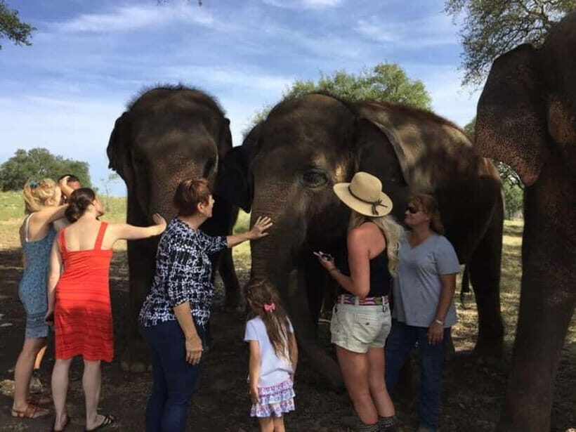 From Delhi: Sunrise Taj Mahal Tour With Elephant SOS - How the early pick-up shapes your Taj Mahal experience