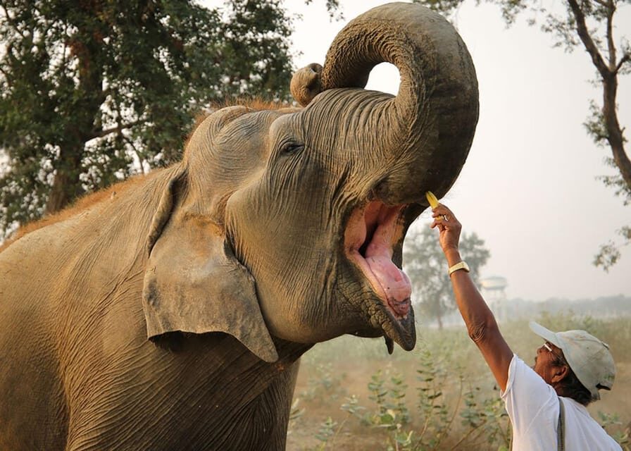 From Delhi: Sunrise Taj Mahal Tour With Elephant SOS - Who should book this Taj + Fort + Elephant SOS day trip