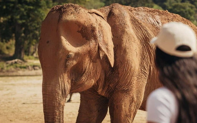 From Delhi: Sunrise Taj Mahal Tour with Elephant SOS Center - Should you book this tour?