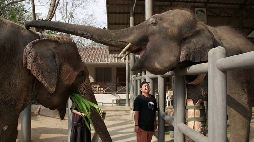 From Delhi: Taj Mahal Sunrise and Elephant Conservation Tour - Quick hits