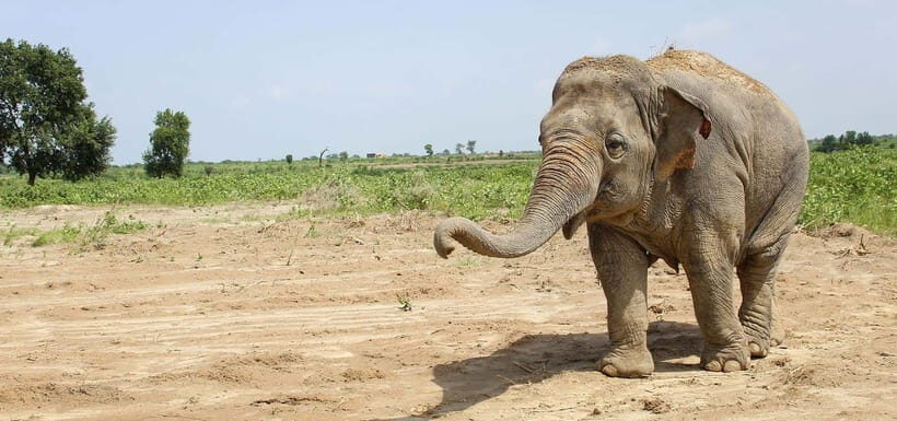 From Delhi: Taj Mahal Sunrise and Elephant Conservation Tour - Practical Tips: What to Bring and What to Avoid