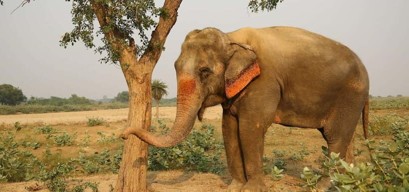 From Delhi: Taj Mahal Sunrise and Elephant Conservation Tour - Breakfast in Agra: A Real Fuel Stop Before the Fort