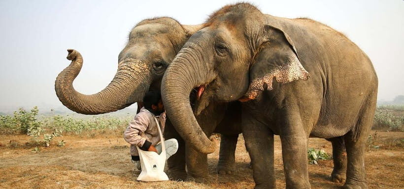 From Delhi: Taj Mahal Sunrise and Elephant Conservation Tour - Guides, Languages, and How Private Groups Feel