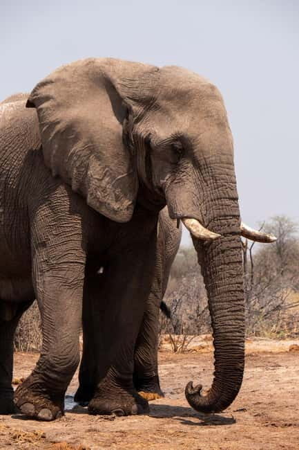 From Delhi: Taj Mahal Sunrise and Elephant Wildlife SOS Tour - Price and value: why $10 can work (and where it might not)