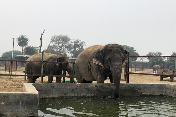 From Delhi : Taj Mahal Tour with Elephant Conservation Centre - Photo Time, Breakfast, and a Reset in Agra