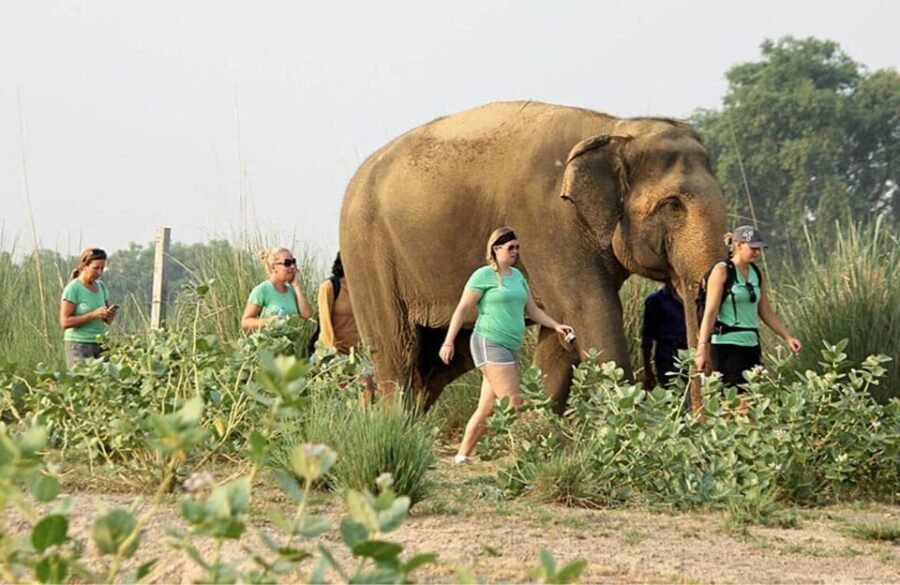 From Delhi: Taj Mahal with Photographer & Elephant SOS Tour - Should You Book This Taj Mahal + Elephant SOS Tour?