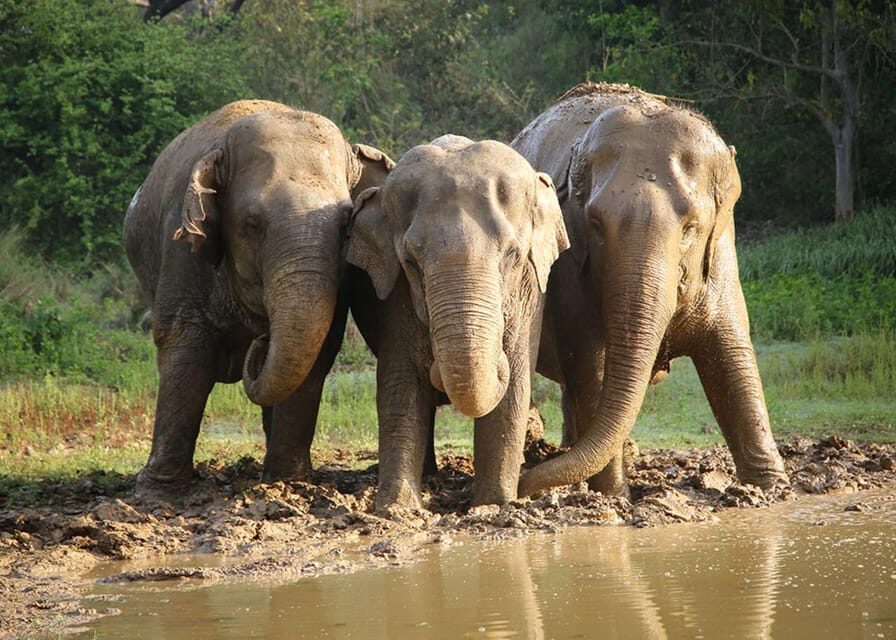 From Delhi: Taj Mahal with Photographer & Elephant SOS Tour - Pricing and Value: Is $45 a Smart Trade?