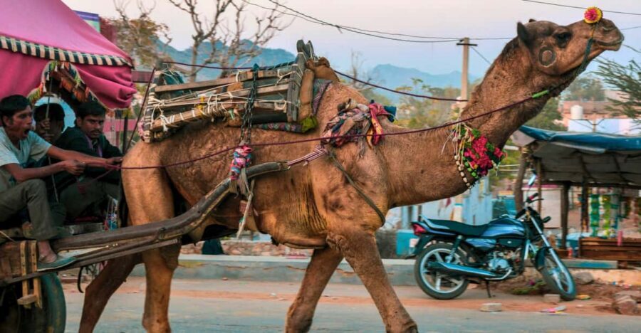 From Jaipur : Ajmer Pushkar Private Tour by Cab with Guide - Private Cab Comfort: Why the Ride Matters in Rajasthan