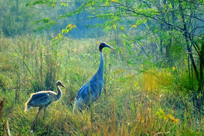 From Jaipur: Bird Safari and Agra sightseeing All-Inclusive - Riding from Jaipur to Bharatpur in Comfort