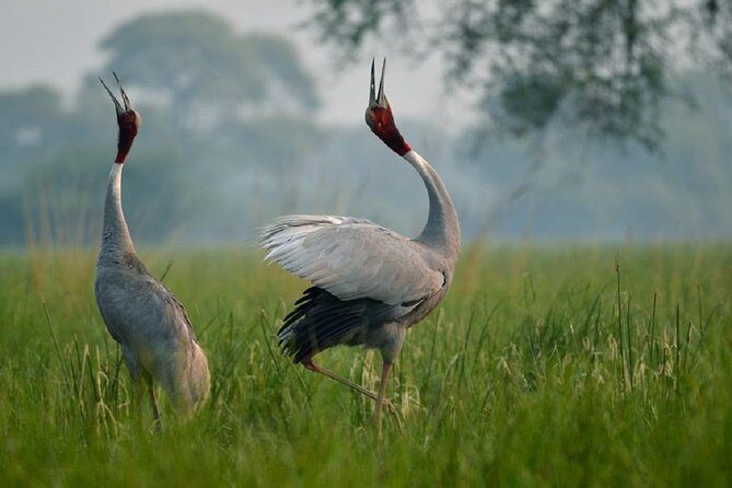 From Jaipur: Bird Safari and Agra sightseeing All-Inclusive - Keoladeo National Park: The Birding Moment That Changes the Mood