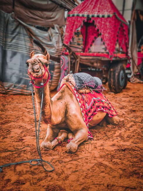 From Jaipur: One-Day Trip From Jaipur to Pushkar - Camel ride time: an hour you should treat as a straightforward add-on
