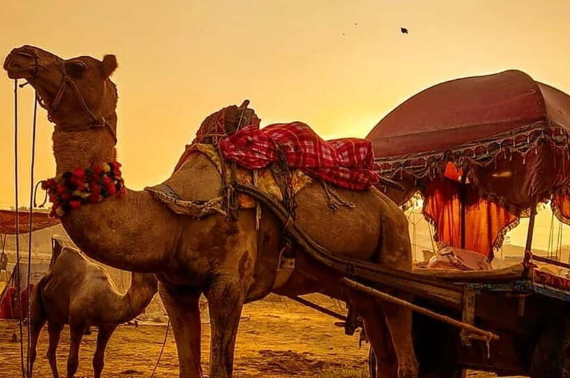 From Jaipur : Private Ajmer Pushkar Tour by Cab - Key things I’d watch for