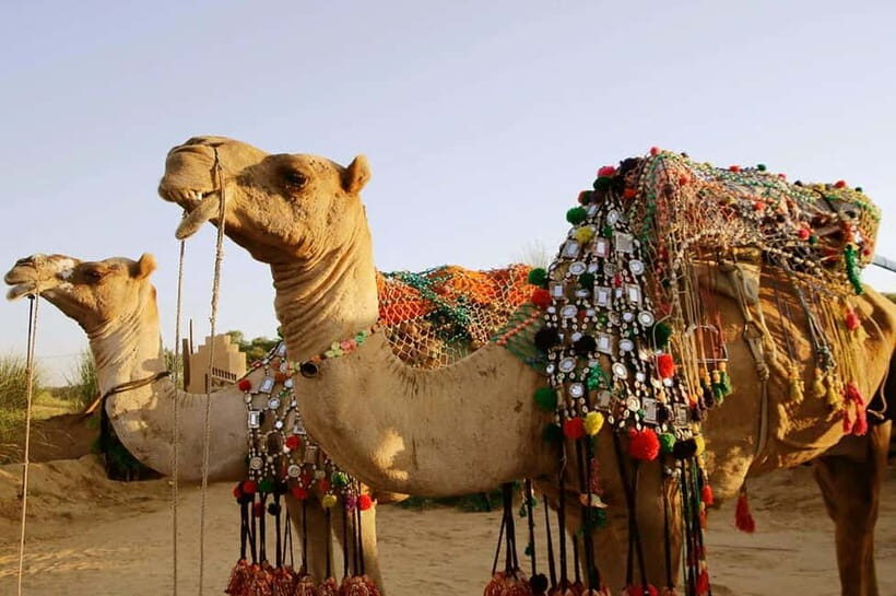 From Jaipur : Private Ajmer Pushkar Tour by Cab - Should you book the private Ajmer–Pushkar tour from Jaipur?